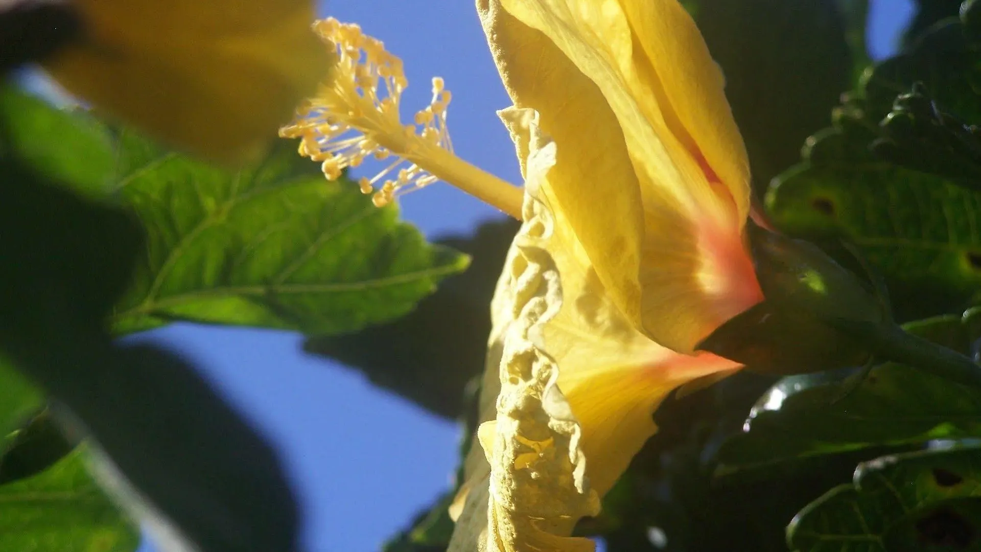 Aloha Happy Place Volcano Bed & Breakfast